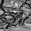 angel oak tree