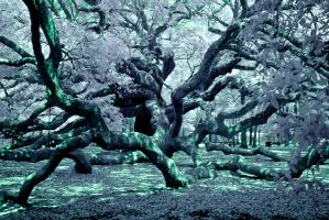 Nove 2018 Sale of IR Photograph of Angel Oak Tree