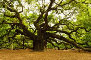 Angel Oak video on a TV ad by Allstate Insurance