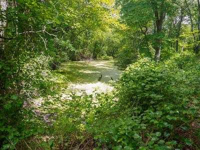 The Healing Art of Forest Bathing